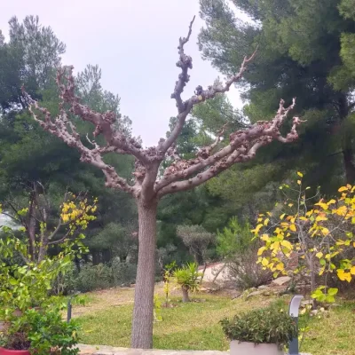 La Brouette Bleue, entretien de jardins et des espaces verts, ramassage des feuilles, nettoyage des accès, débroussaillage...Toulon - VAR